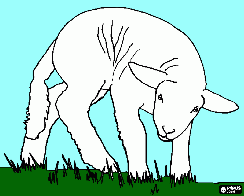 dessin agneau