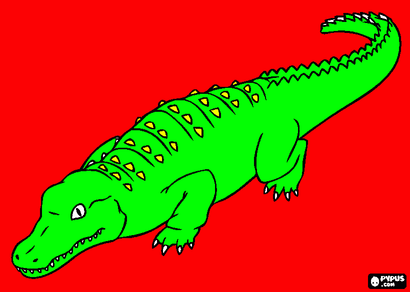 dessin aligator