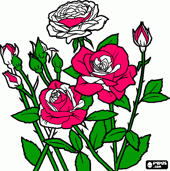 dessin bo rosier