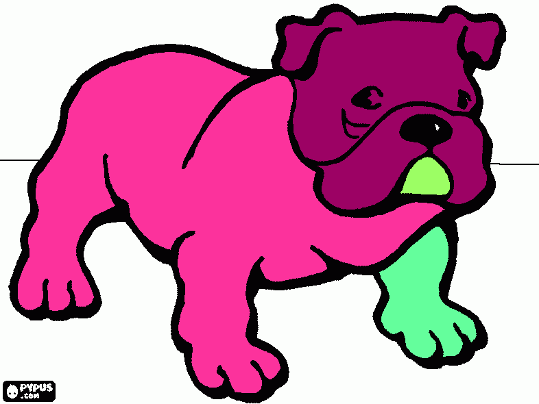 dessin bulldog