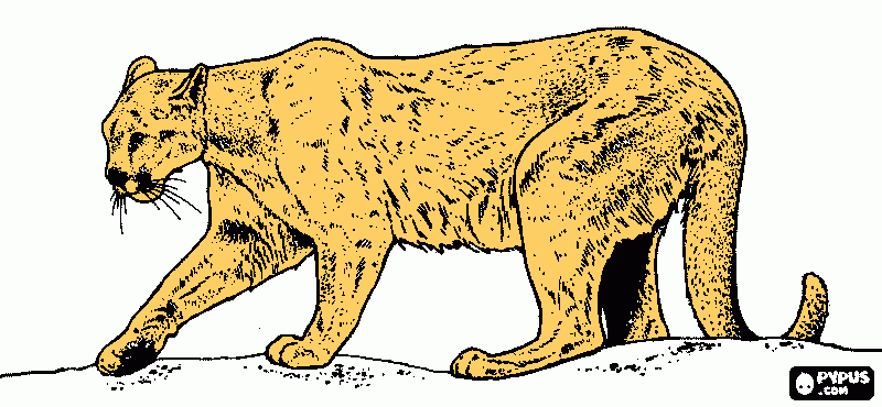 dessin Cougar