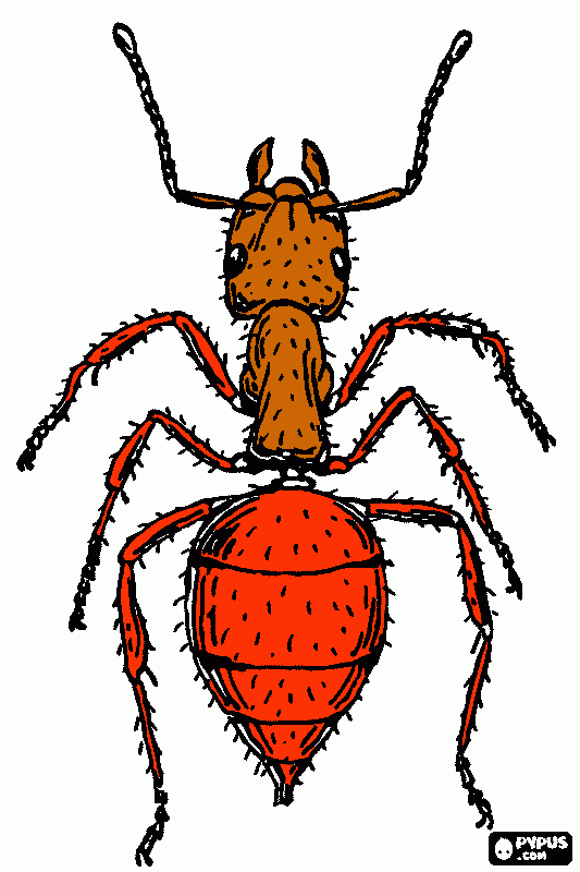 dessin fourmie goliate
