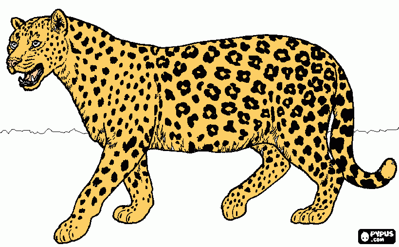 dessin Jaguar