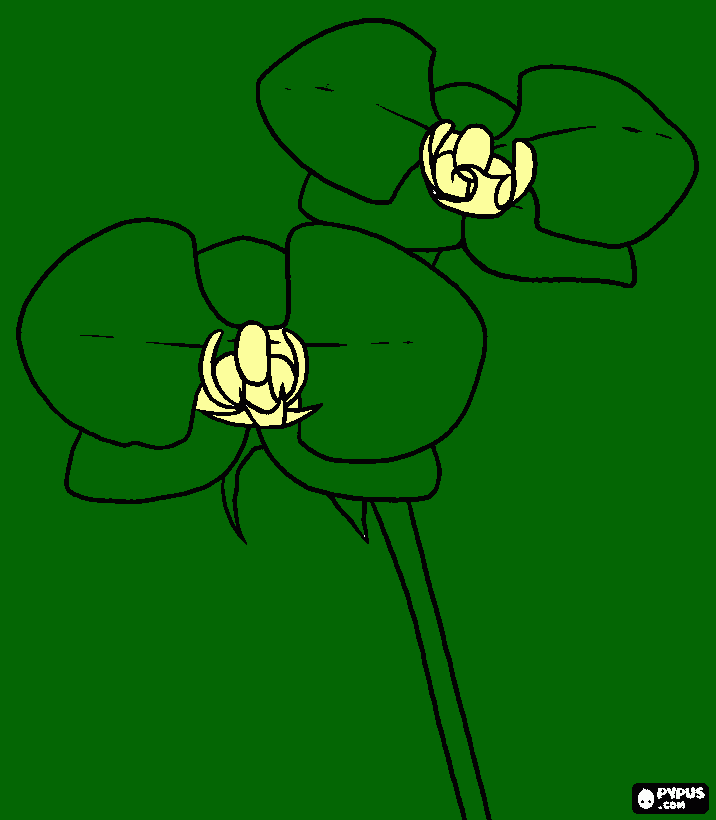 dessin orchidee