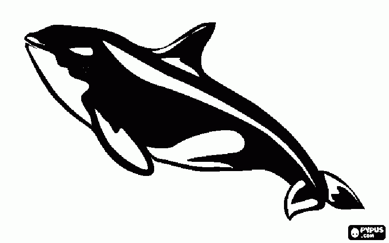 dessin orque