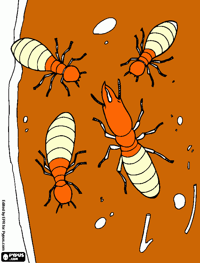 dessin termite