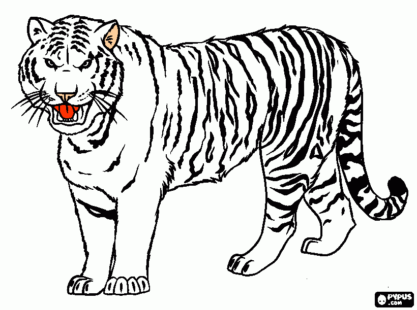 dessin Tigre blanc