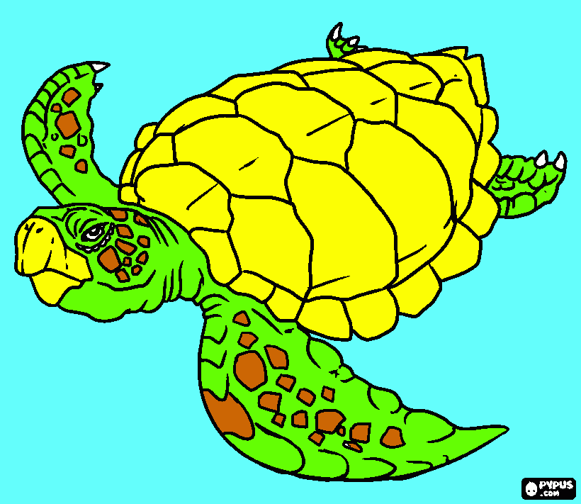 dessin tortu de mer