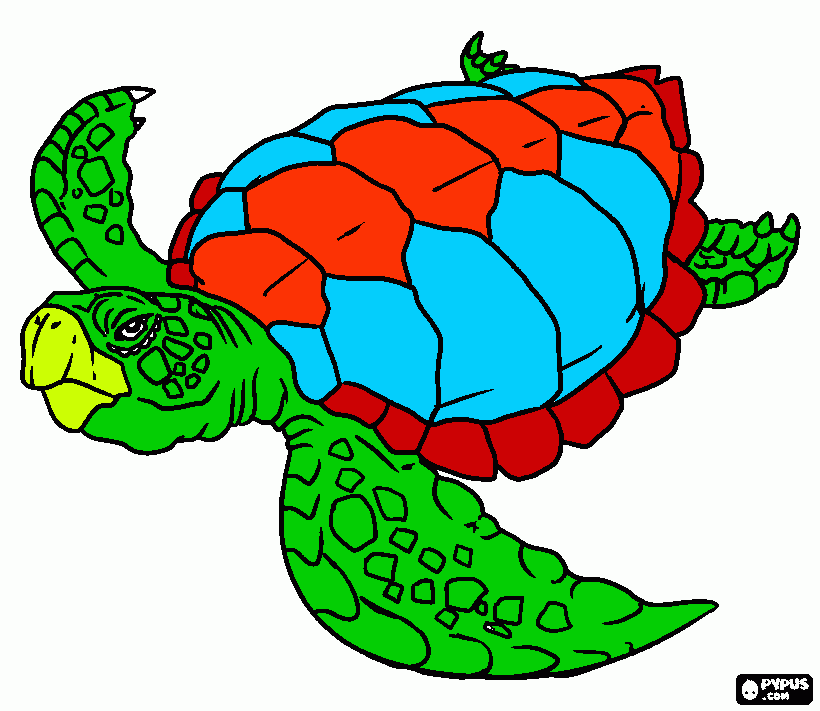 dessin tortue de mer