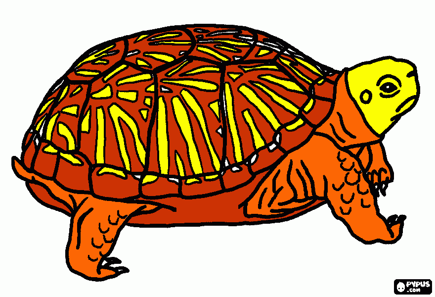 dessin tortue terrestre