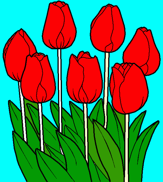 dessin tulipe
