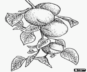 Coloriage Abricots, la maturation des fruits sur l'arbre