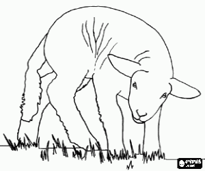 Coloriage Agneau, le petit des mouton en le p�turage 
