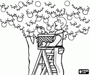 Coloriage Agriculteur ou travailleur agricole cueillette des fruits d'un arbre du haut d'une �chelle