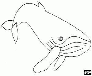 Coloriage Baleine � bosse ou jubarte, un animal solitaire qui vit dans les oc�ans du monde entier