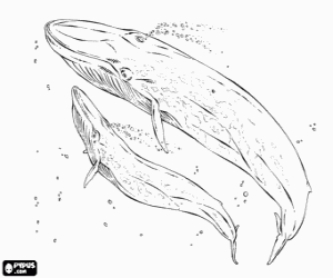 Coloriage Baleines bleues, le rorqual bleu est le plus gros animal qui ait jamais exist� sur la Terre