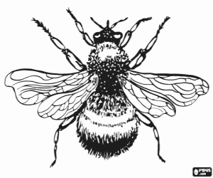 Coloriage Bourdon, un insecte robuste et duveteux