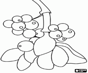 Coloriage Branche de gui avec des baies