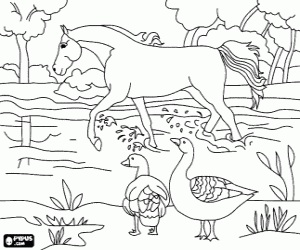 Coloriage Cheval au trot sur le fleuve sous le regard de deux oiseaux