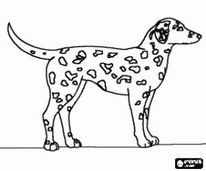 Coloriage Chien dalmatien avec sa peau couverte de taches