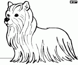 Coloriage Chien Terrier avec de long poil