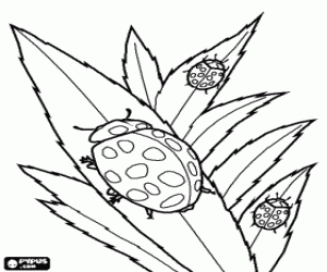Coloriage Coccinelles sur les feuilles d'une plante
