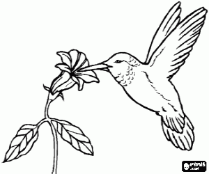 Coloriage Colibri en piquant une fleur