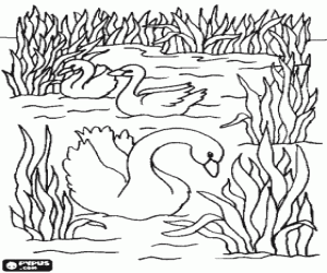 Coloriage Cygnes en nageant tranquillement entre les plantes aquatiques