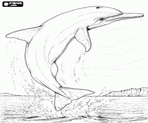 Coloriage Dauphin en sautant, avec son corps compl�tement hors de l'eau, face � la c�te