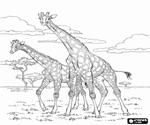 Coloriage Deux girafes dans la savane