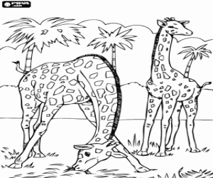 Coloriage Deux jirafas, l'on mange herbe tandis que l'autre regarde