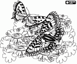 Coloriage Deux papillons en volant sur les fleurs