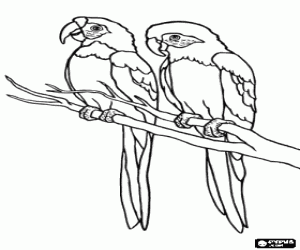 Coloriage Deux perroquets sur une branche