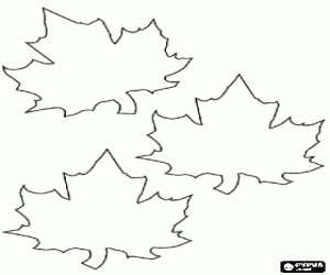Coloriage Feuilles chutes de l'�rable, cette feuille ne fait partie du drapeau et c'est un symbole national du Canada