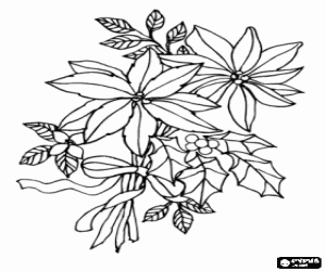 Coloriage Fleurs de soie de No�l -  Poinsettia