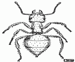 Coloriage Fourmi, un insecte qui existe pratiquement partout dans le monde
