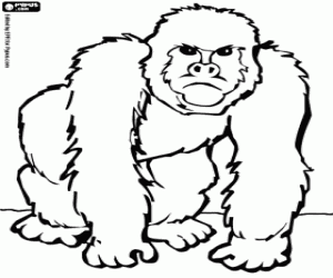 Coloriage Gorille