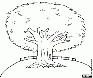Coloriage Grand arbre � feuilles persistantes dans encercl�