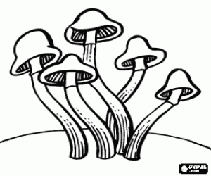 Coloriage Groupe de champignons de long pied et petit chapeau en forme de cloche