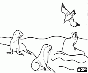 Coloriage Groupe de phoques en regardant une mouette