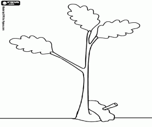 Coloriage Jeune ch�ne