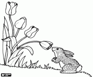 Coloriage Lapin odeurant d'une fleur de tulipe