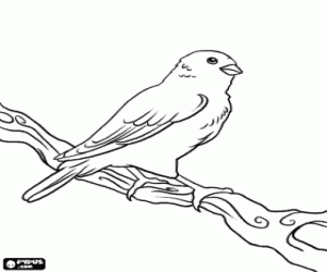 Coloriage Le Serin des Canarie ou Canari regardant le monde du haut d'une branche