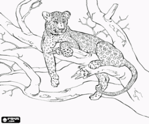 Coloriage L�opard ou panth�re reposant sur la branche d'un arbre