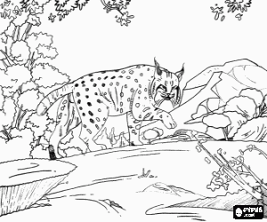 Coloriage Lynx adult dans un paysage de roches et la v�g�tation