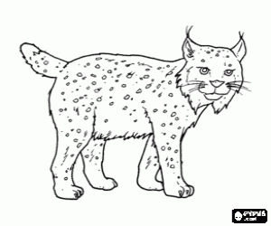 Coloriage Lynx avec fortes jambes, de longues oreilles, queue courte et pelage jasp�