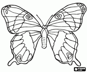 Coloriage Magnifique papillon aux ailes grandes ouvertes
