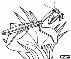 Coloriage Mante religieuse avec ses pattes avant en position de pri�re