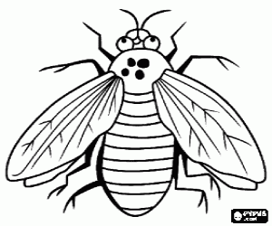 Coloriage Mouche commune avec ses deux ailes et de grands yeux