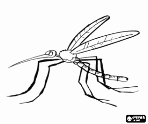 Coloriage Moustique avec ses longues pattes et du bec en forme de trompe